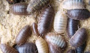 slaters woodlice control of slaters