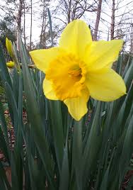 From Our Newsletter Daffodils