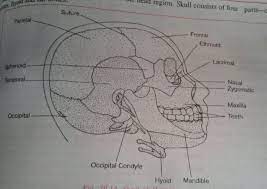 The head consists of the skull, face, scalp, teeth, brain, cranial nerves, meninges, special sense organs, and other structures such as blood vessels, lymphatics, and fat. How Many Bones Are In A Human Skull Quora