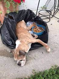 Sick Boxer Left In Trash Bag Outside of Shelter Brings Tears To Rescuers'  Eyes