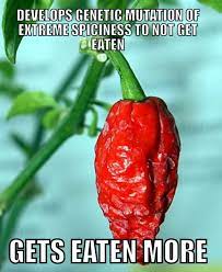 High quality spicy chili gifts and merchandise. Hot Pepper Problems Justpost Virtually Entertaining