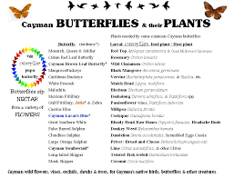 Cayman Butterflies And Their Plants Caymannature