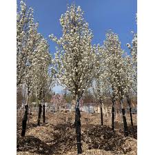 flowering pear cleveland select 2 5
