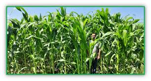 fodder maize cultivation in kashmir