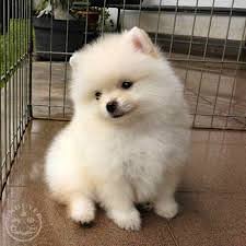 Teacup pomeranian puppies are generally perky, friendly little dogs. Teacup Pomeranian Puppies For Sale Dogs Swansea Uk Buyer Animals Classified Ads In Britain