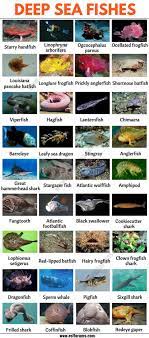 deep sea fish list of 35 types of