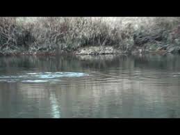 Oil Creek Trout Fishing 7 Trout In One Hour 11 14 09 Youtube