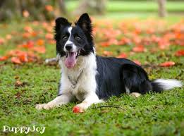 Border collie puppies have some of the highest energy levels of any breed. Border Collie Puppies For Sale In Connecticut Ct Purebred Border Collies Puppy Joy