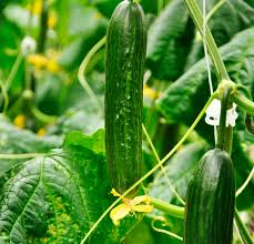 Growing Cucumbers In A Greenhouse Countryside