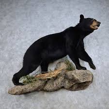 Bear Mounts Black Bear Bear