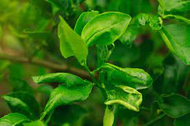 common lemon tree insect pests how to