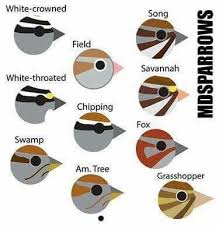 Sparrow Id Chart Bird Identification Sparrow Bird Song