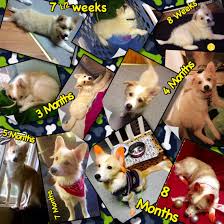 Lalos Puppy Growth Chart How Cute Is My Little Border