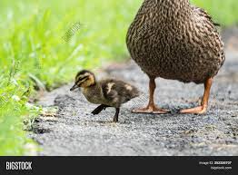 Cute Baby Duck Walking Image Photo Free Trial Bigstock