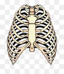 In this episode we'll learn about the simple structure of the rib cage and have a look at the detailed anatomical parts of the ribs. Human Rib Cage Png Human Rib Cage Female Human Rib Cage Graphics Human Rib Cage Diagram Cleanpng Kisspng