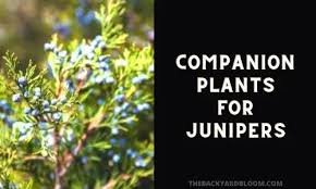juniper companion plants the backyard