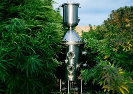 Regarding extracting the cbd oil using this technique, you simply begin with liquid co2 and raise its pressure via a compressor. Cbd And Hemp Extraction Methods Ethanol Vs Co2 Lab Instrument Manufacturer