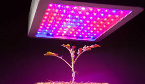 When growing indoors, your marijuana plants do not have environmental feedback telling them which season it is and the amount of time you should leave grow light on depends on the growth stage of your marijuana plants. 9 Dimmable Levels 3 Switch Modes For House Plants 4 Head Adjustable Arm Plant Light Bulb Plant Growing Lamps With Auto On Off 3 6 12h Cycle Timing Grow Light For Indoor Plant 1 Heads Mimbarschool Com Ng