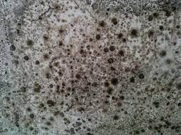 Damp Mould Health Risks The Effects