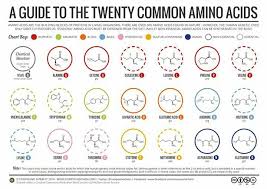 Compound Interest Infographic For The 20 Amino Acids