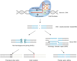 crispr cas9 gene editing technology