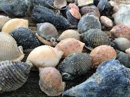 Its shore wraps from san carlos bay to the gulf of mexico and is known for its abundance of smaller shells. Best Beaches For Finding Seashells Florida S Sanibel Island More