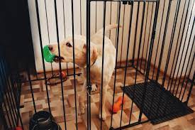what to put in a dog crate and what to