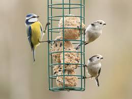 to attract birds to your garden this winter