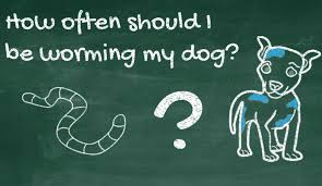 Puppies are very susceptible to worms and for that reason, they should be dewormed more often. How Often Should I Worm My Dog