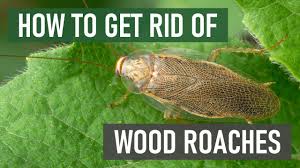 how to get rid of wood roaches 4 easy