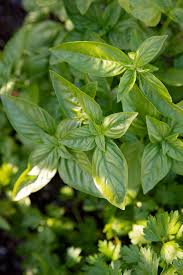 How To Grow Basil Easy Outdoor Method