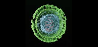 herpes simplex virus and
