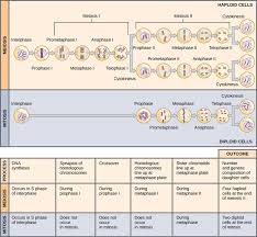 The Process Of Meiosis Boundless Biology