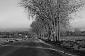 hd wallpaper road trees roadside