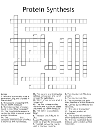 protein synthesis crossword wordmint