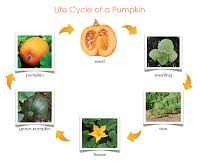 The Helpful Garden Life Cycle Of The Pumpkin Nomenclature