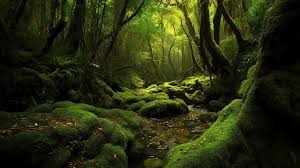beautiful moss covered forest with