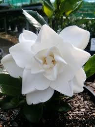 Gardenia Augusta White Goddess