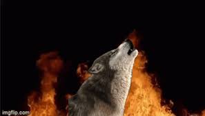 fire wolf gifs tenor
