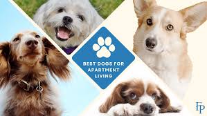best dogs for apartment living fath