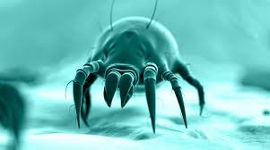 dust mite allergy