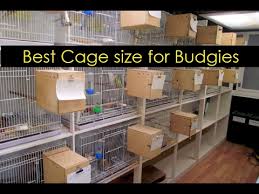 Best Cage Size For Budgies What Is Best Size For Breeding