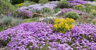 Delosperma's cheerful flowers, which open as the sun rises and close at night, come in a salvia sonomensis (creeping sage) is a perennial ground cover native to california. The 15 Best Flowering Ground Covers For Yard Gardener S Path