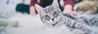 The stones form in the urinary bladder in varying size and numbers secondary to infection. Bladder Stones In Cats Types Symptoms Treatment Hill S Pet