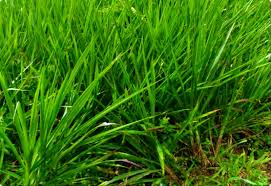 Rumput ini memiliki kekuatan dalam bertahan hidup dalam musim kemarau yang berkepanjangan. Rumput Grinting Putih Penjelasan Herbisida Topshot 60 Od Tuntaskan Gula Pada Tanaman Padi