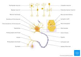 Neurotransmitters Types Functions And Disorders Kenhub