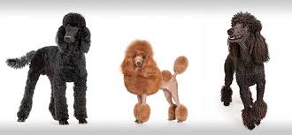 This is a very trendy cut for miniature poodles, and it isn't difficult to work out why: Poodle Haircuts Styles Expert Groomer Explains