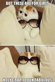 feisty kitty -cat memes | Hilarious memes | Pinterest | Meme and Kitty via Relatably.com
