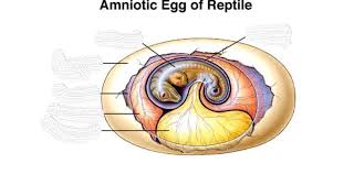 Gastrulation is a key event in embryogenesis. Amniotic Egg Diagram Quizlet