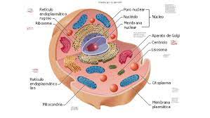 el retículo endoplasmático rugoso se